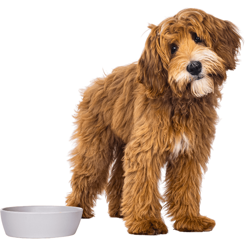 Curious doodle dog beside food bowl on clean lawn in Oklahoma City.