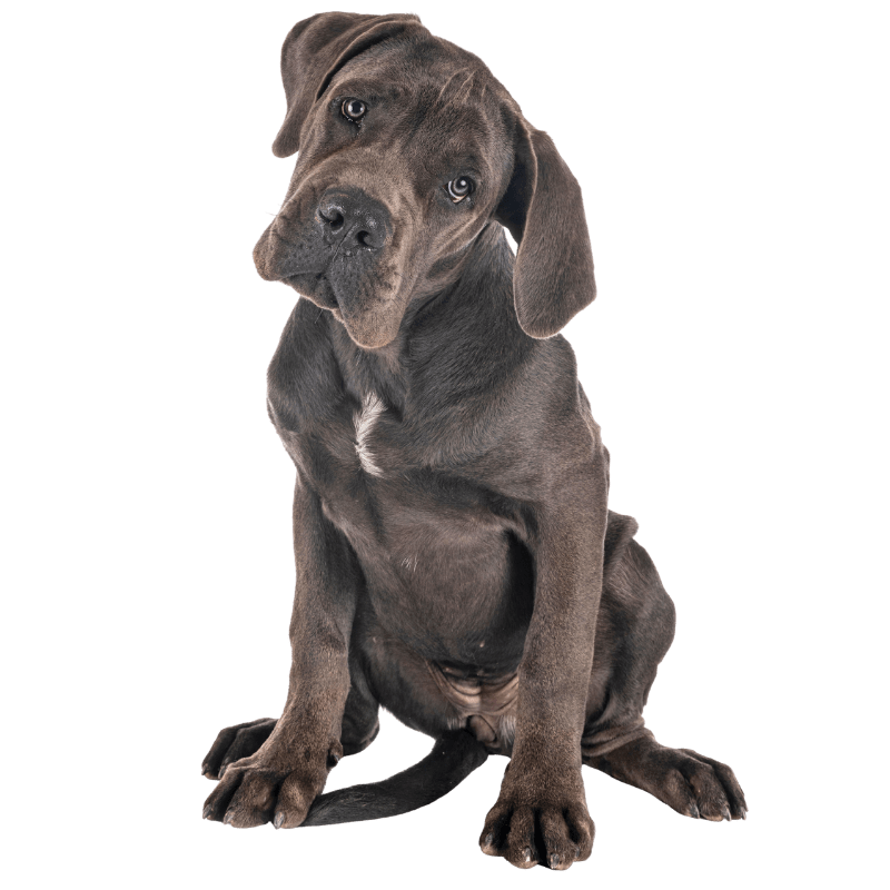 Curious dog sitting cleanly in a professionally maintained commercial property in Oklahoma City.