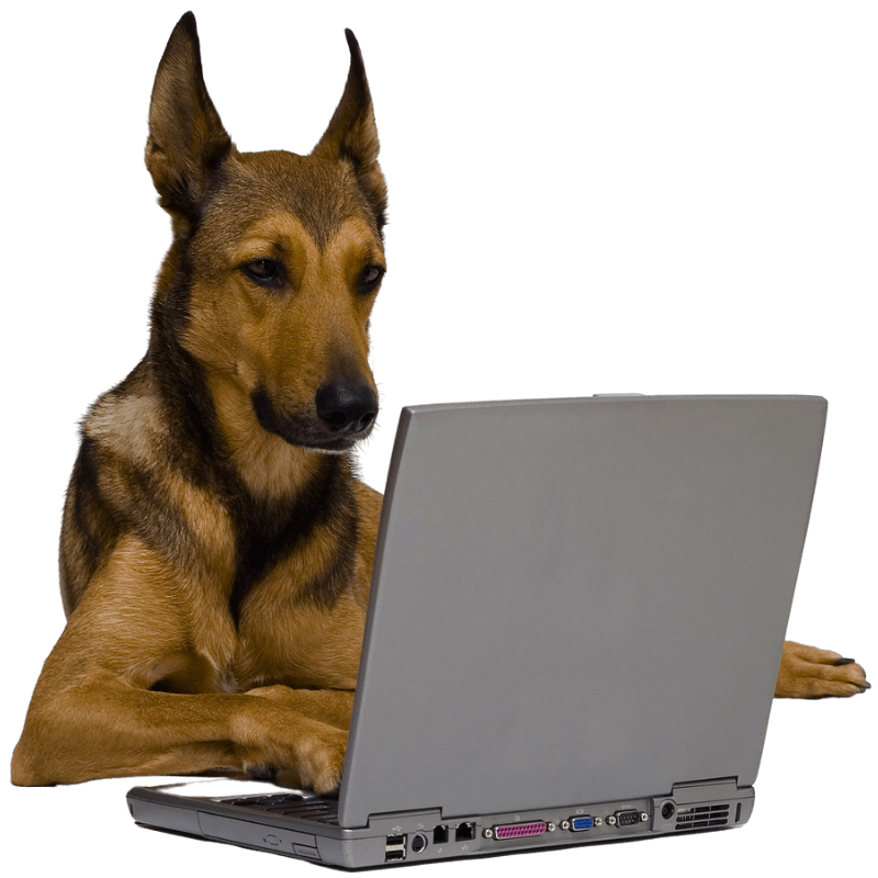 Dog using a laptop to contact Poop Free OKC pet waste removal service.