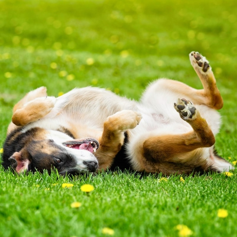 Dog happily rolling in fresh, odor-free grass after pet waste deodorizer service in Oklahoma City.