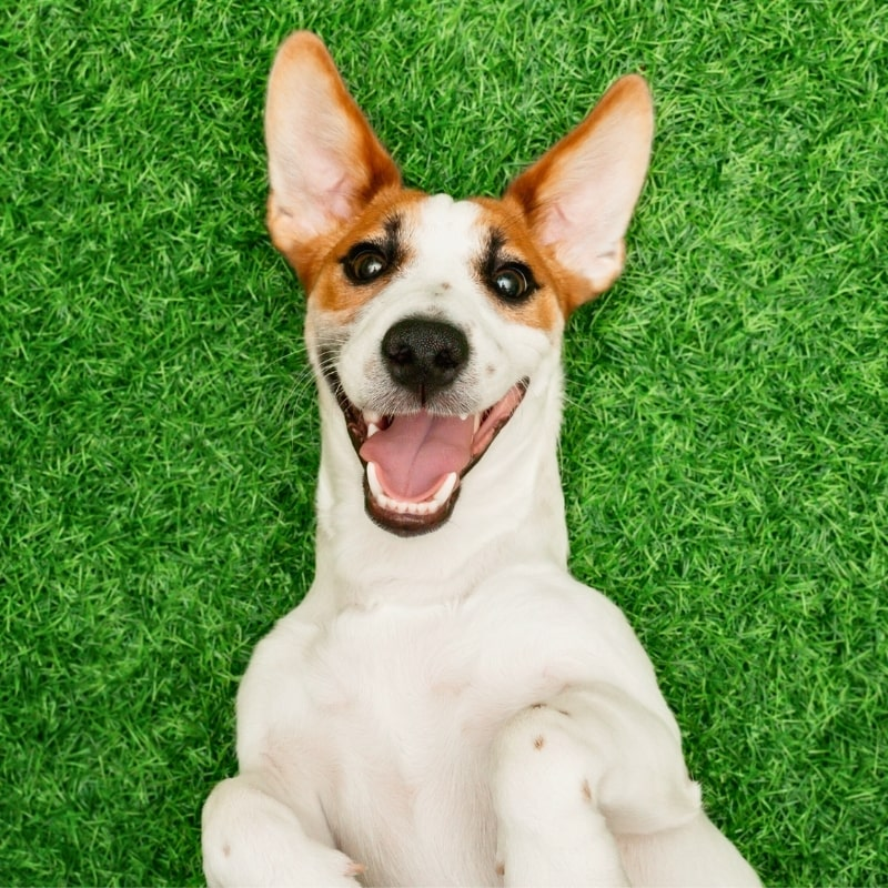 Happy dog laying on clean grass after pet waste deodorizer service in Oklahoma City.
