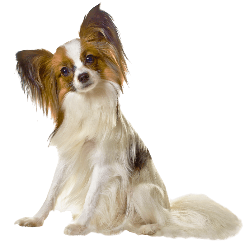 Papillon dog sitting alertly in Yukon, OK for pet waste removal service.