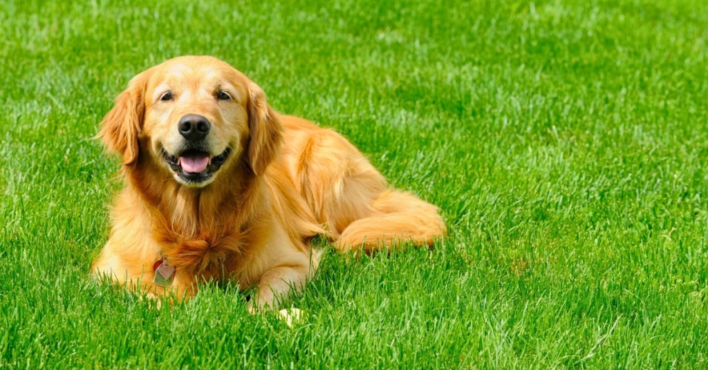 Dog enjoying a lush green backyard with dog-friendly grass in Oklahoma City.
