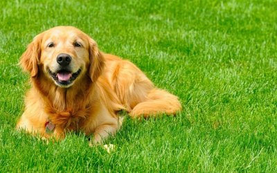 Best Grass Types for Dog-Friendly Yards in OKC