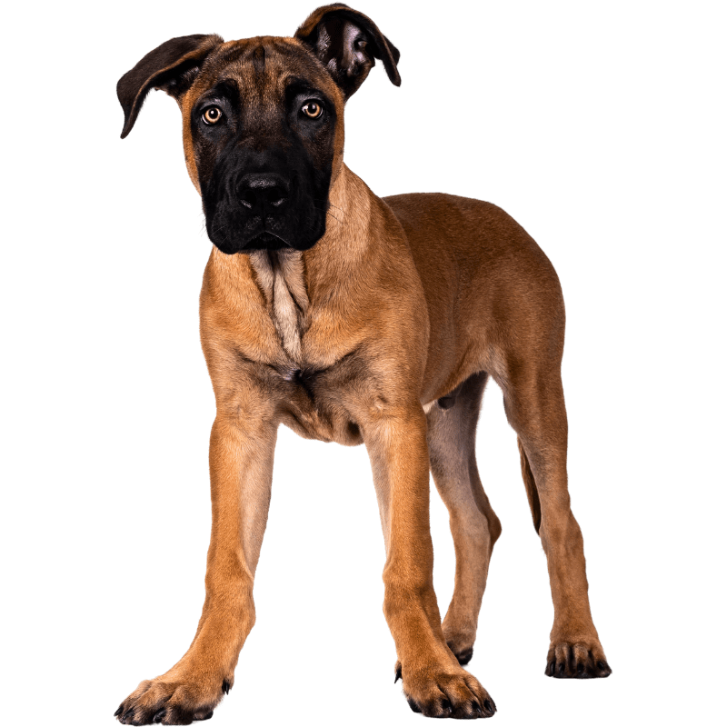 Brown puppy standing alert in a clean backyard in Bethany, Oklahoma.