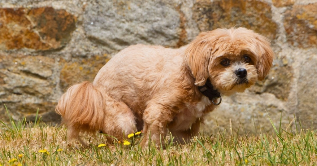Small brown dog pooping on lawn, illustrating why dog waste is harmful to grass and not a natural fertilizer.