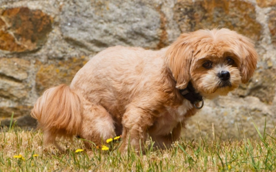 Why Dog Poop Is Not Fertilizer: The Dirty Truth