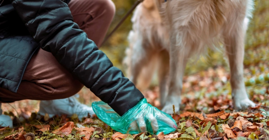 Dog owner cleaning up after their pet in the yard, symbolizing monitoring dog poop for health.