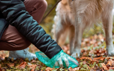 The Ultimate Dog Poop Guide: Signs of a Healthy Pet