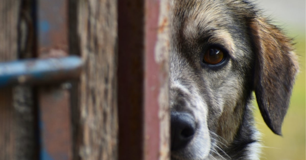 Dog Checking Fence Gap – Why Secure Gates Matter | Poop Free OKC Dog peeking through a gap in a wooden fence gate, showing the need for dog-proofing fences in Oklahoma City.