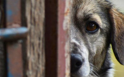 How to Dog-Proof Your Fence and Gate in Oklahoma City