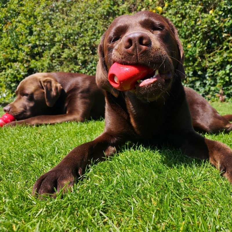 Two chocolate labs relaxing in a clean backyard in Bethany, OK.