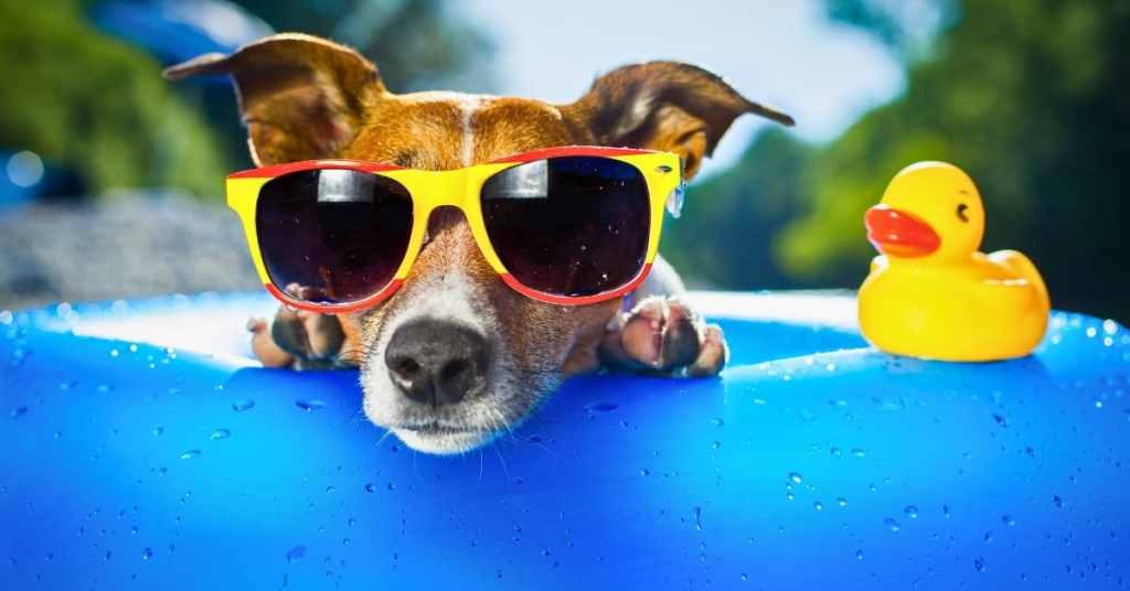Dog wearing sunglasses relaxing in a pool to stay cool during Oklahoma summer heat.
