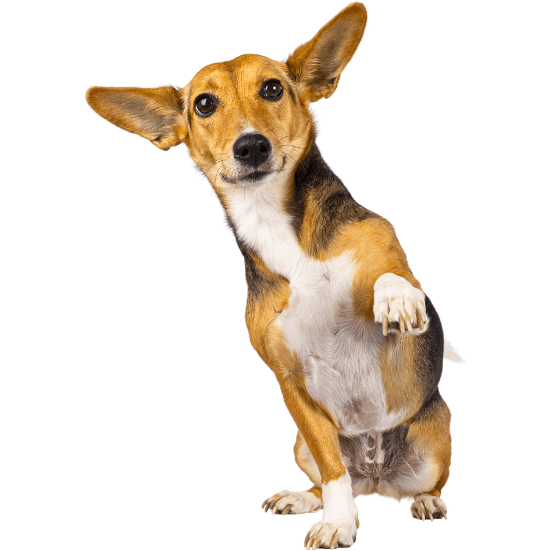 Happy dog with raised paw asking for a Poop Free OKC gift certificate.