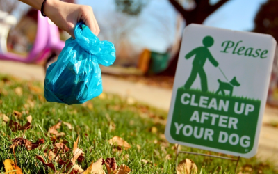 Health Risks Associated with Neglected Pet Waste