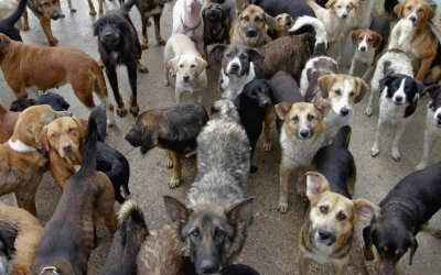 How Much Do Dogs Poop? Daily, Weekly, and Yearly