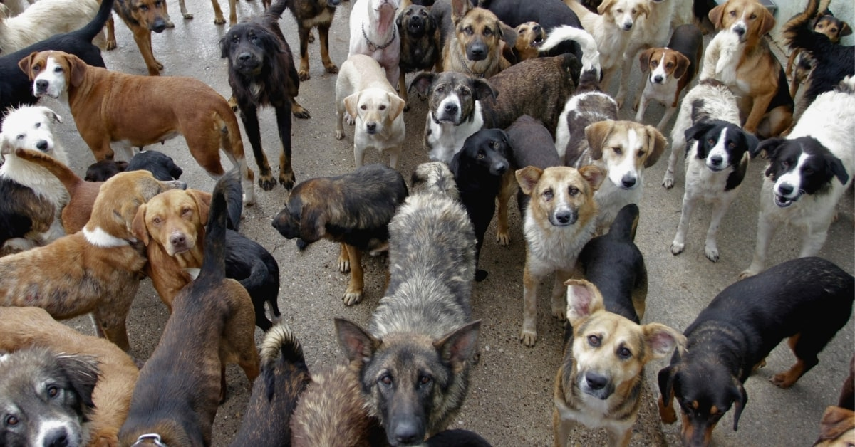 Large group of dogs gathered together, illustrating how much waste multiple dogs can produce in a short time.