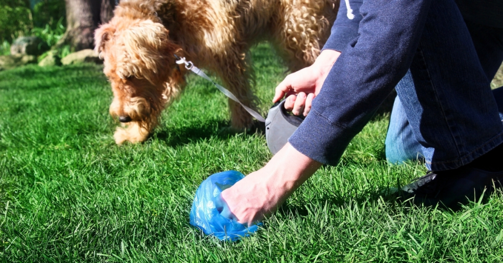 Person picking up dog waste in a park with a blue bag while walking their dog on a leash.