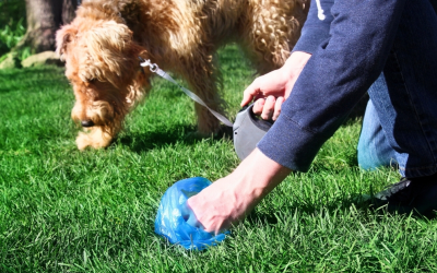 Dog Pooping Frequency: What’s Normal & When to Worry