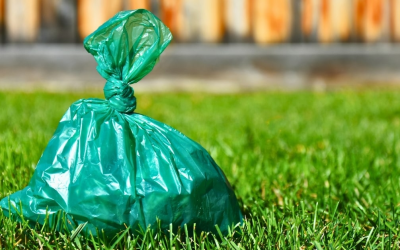 Interesting Facts About Dog Poop You Didn’t Know