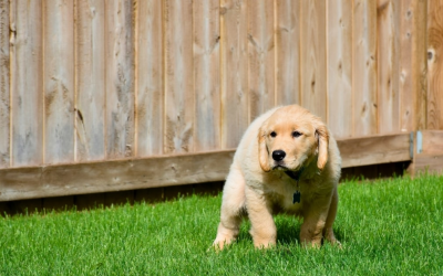 8 Misconceptions About Pooper Scooper Services