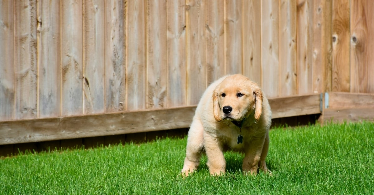 Golden retriever puppy going to the bathroom in a backyard in Oklahoma City.