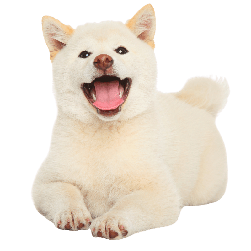 Happy cream-colored dog enjoying a clean yard in Mustang, Oklahoma.