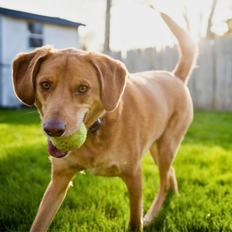 Happy dog with tennis ball enjoying a clean backyard in Mustang, Oklahoma.