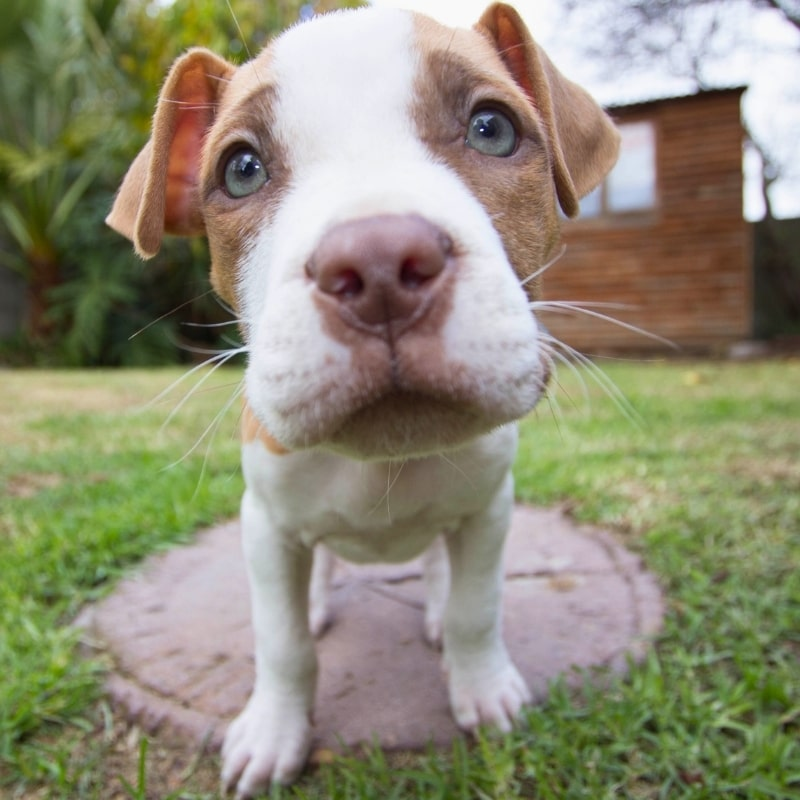 Curious puppy standing in a freshly cleaned Oklahoma City yard after one-time dog waste removal.