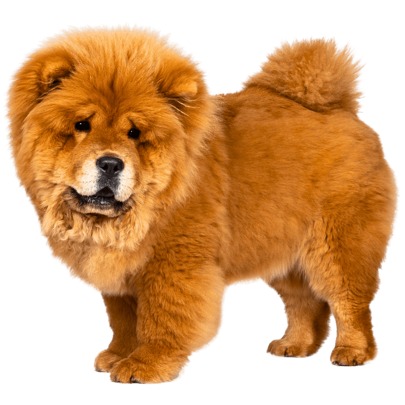 Fluffy Chow Chow dog standing in a clean yard after one-time pet waste removal in Oklahoma City.