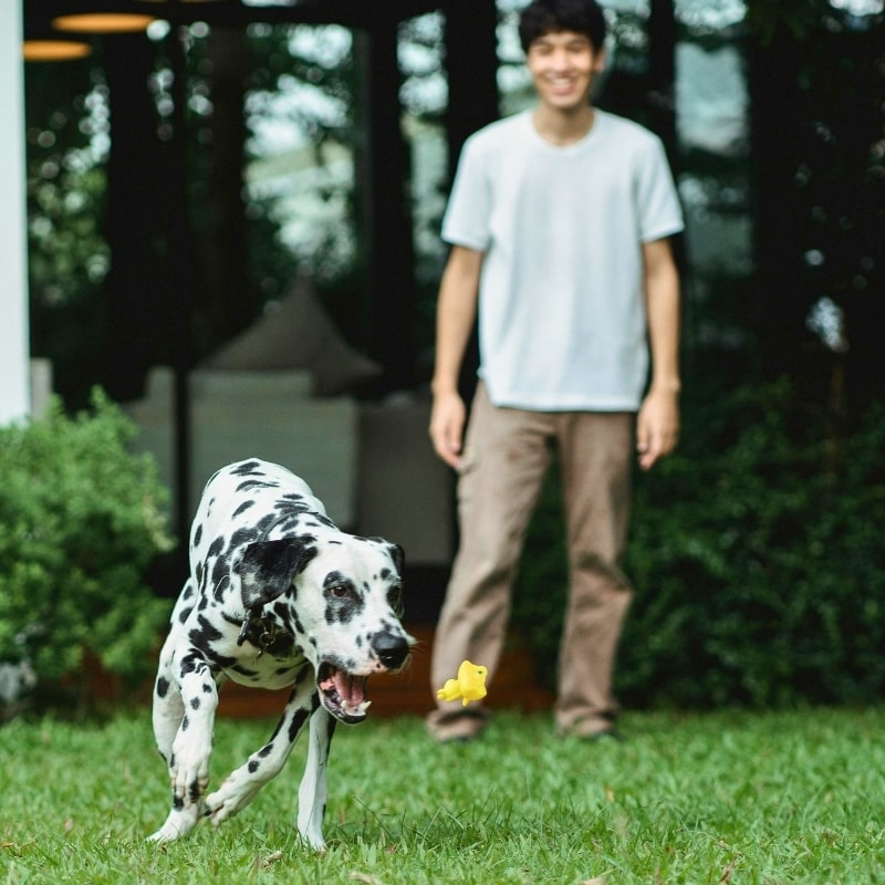 Clean Yard Fun in Piedmont, OK – Pet Waste Removal by Poop Free OKC Dalmatian chasing toy in clean backyard with owner in Piedmont, Oklahoma.
