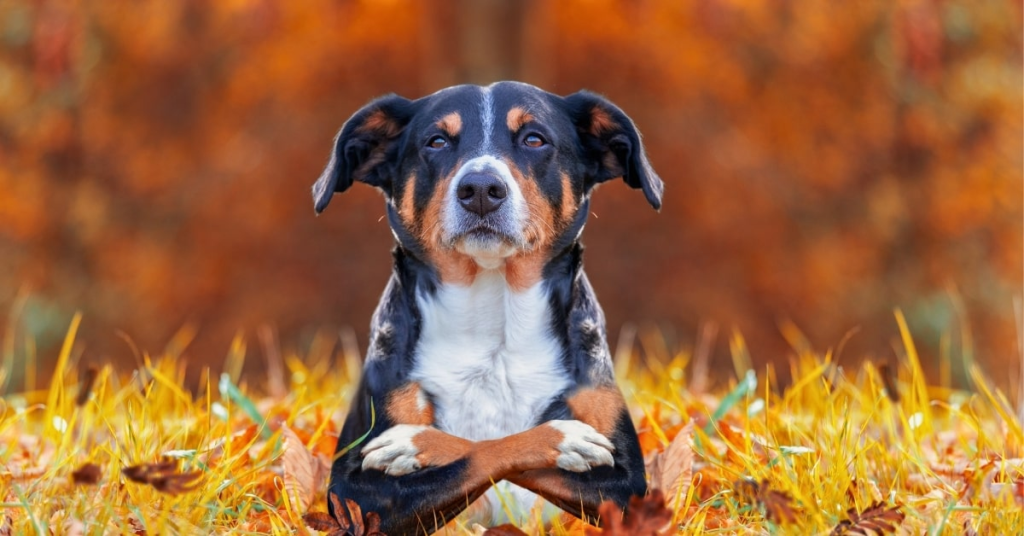 Dog sitting in autumn leaves, representing the importance of responsible dog waste cleanup in residential yards.
