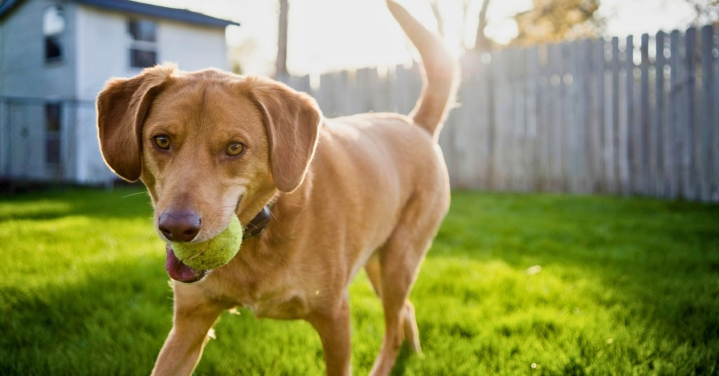 Preventing Dog Urine Brown Spots in Oklahoma City Lawns | Poop Free OKC Dog enjoying a green yard without urine brown spots in Oklahoma City.