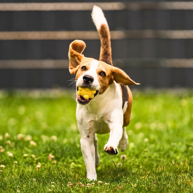 Beagle Enjoying Poop-Free Yard in Piedmont, OK Beagle running in a clean backyard with toy in Piedmont, Oklahoma.