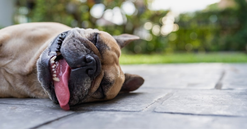French Bulldog lying on patio in summer heat, illustrating the need for timely dog waste removal to prevent odor and health risks in OKC.