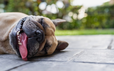 Summer Dog Waste Removal Tips to Beat Heat and Odor