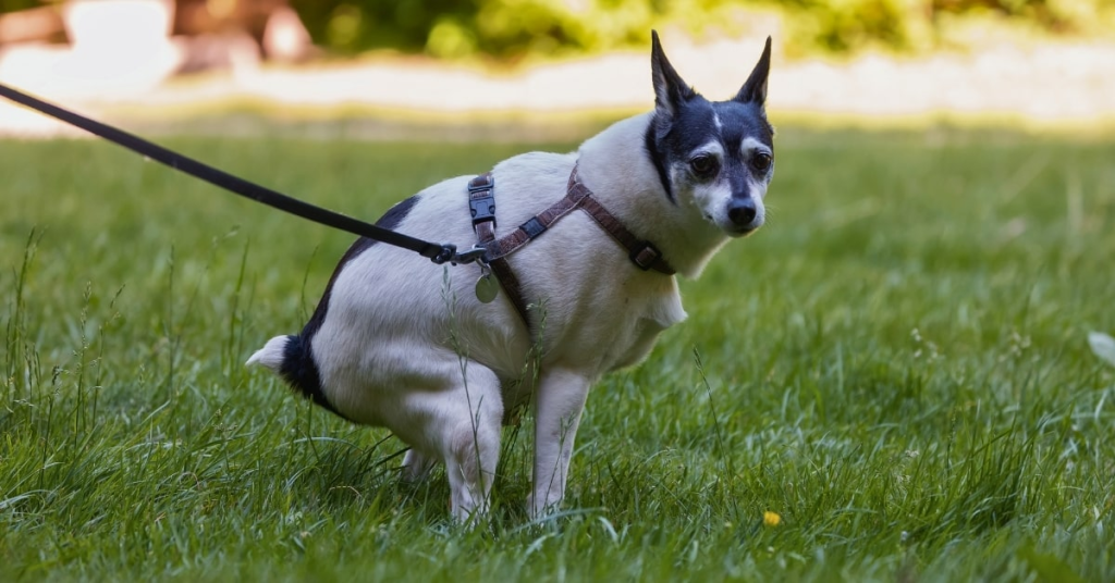 Dog squatting in the grass on a leash, representing the unpleasant reality of dog poop cleanup for pet owners.