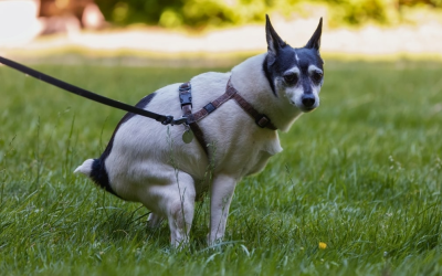 10 Reasons People Don’t Like Picking Up Dog Poop in OKC