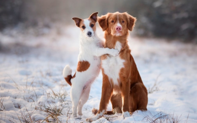 Winter Dog Poop Cleanup: Tips for Frozen or Snowy Yards