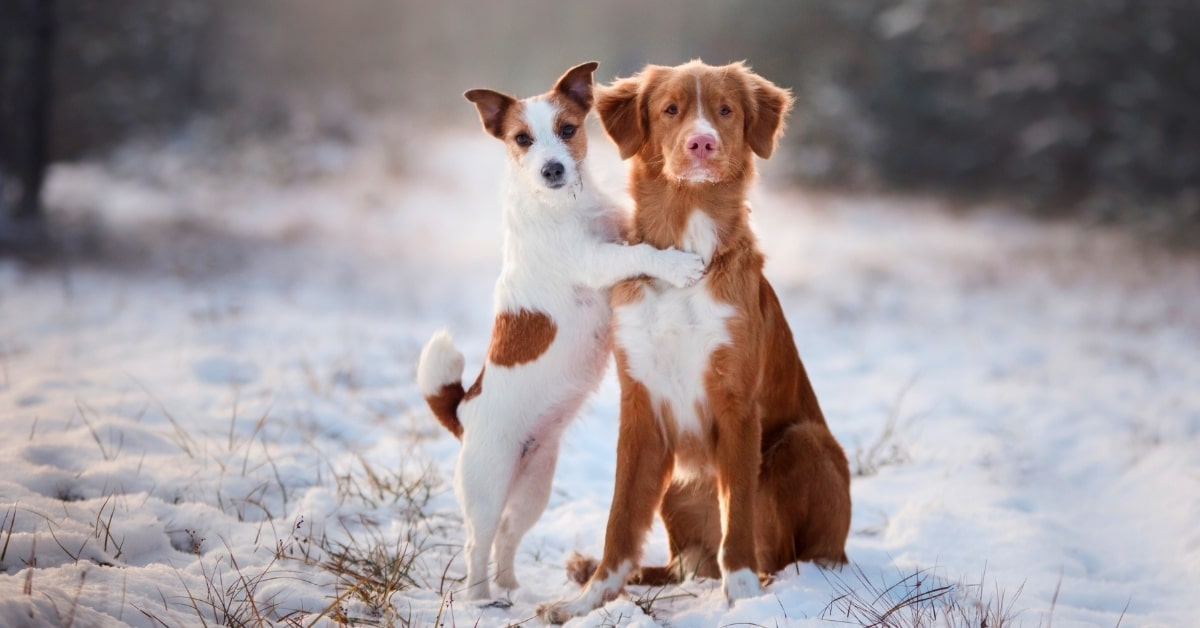 Two dogs standing in a snowy Oklahoma City yard, highlighting the importance of winter dog poop cleanup for lawn and pet health.