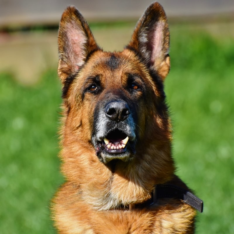 German Shepherd in Yukon, OK Backyard Alert German Shepherd in a clean, green yard in Yukon, Oklahoma.