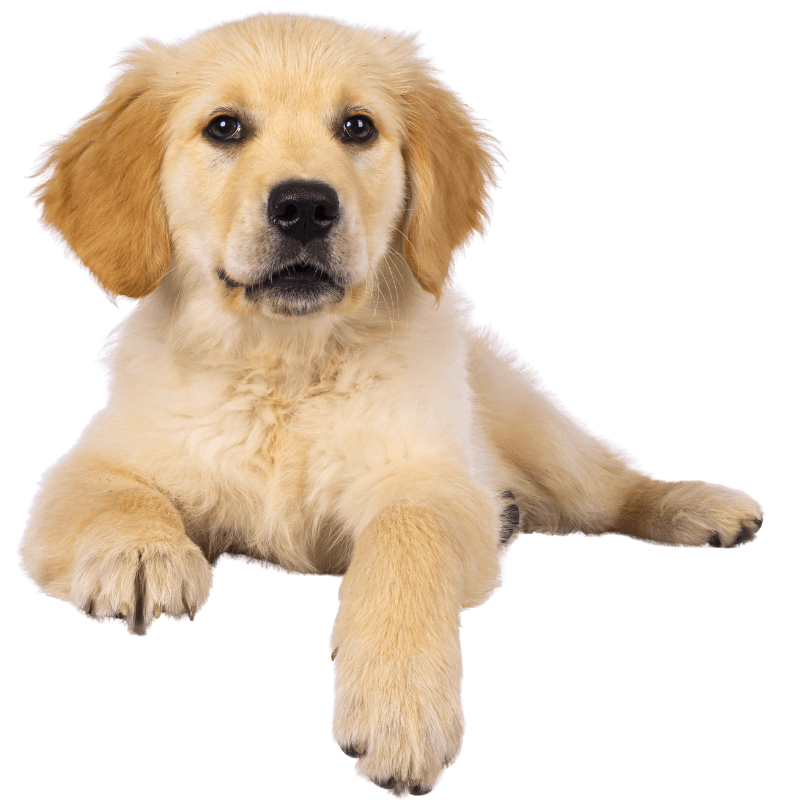 Golden retriever puppy relaxing on a freshly cleaned backyard lawn after professional sanitization in Oklahoma City.