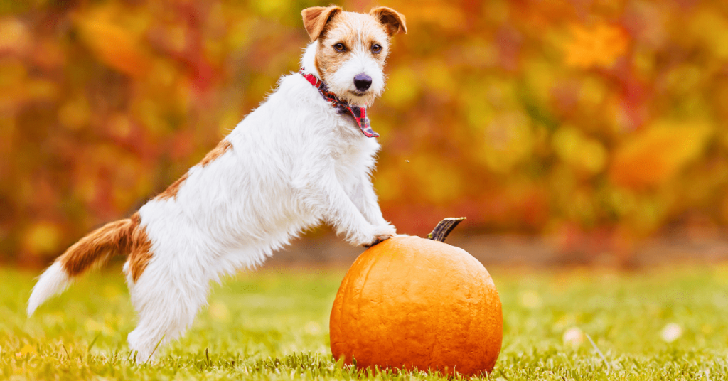 Keep These Thanksgiving Foods Off Your Dog’s Plate – PoopFreeOKC.com Cute dog standing with paws on a pumpkin in an Oklahoma backyard during fall, symbolizing safe Thanksgiving foods for pets.