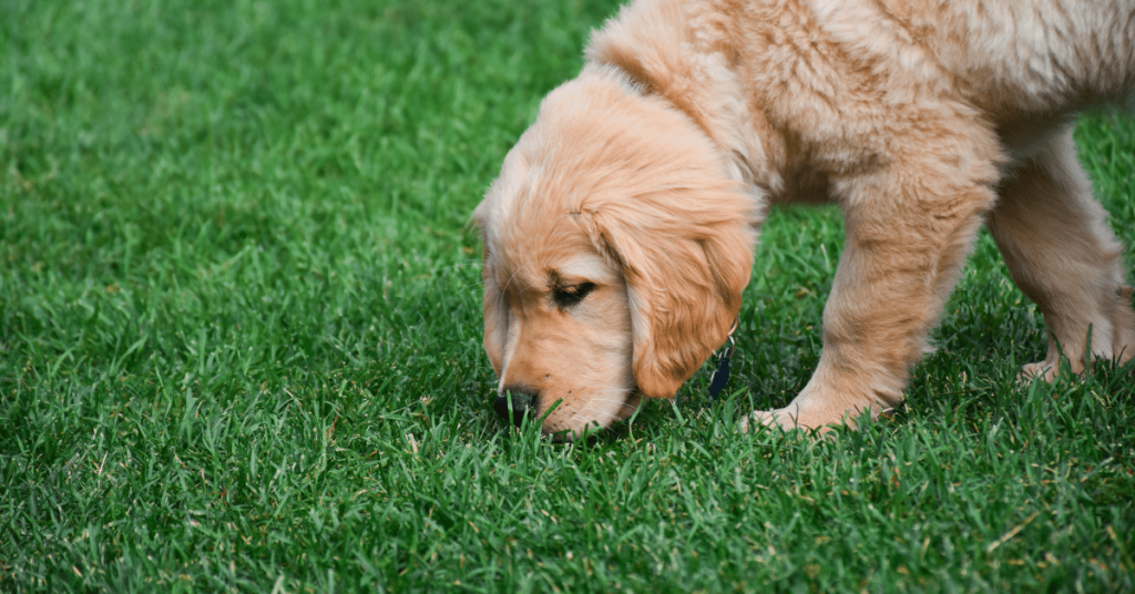 Dog Waste and Lawn pH Problems in Oklahoma City - PoopFreeOKC.com Golden retriever sniffing healthy green grass in an Oklahoma City backyard.
