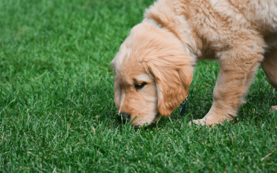 How Pet Waste Affects Your Lawn’s pH (And How to Fix It)
