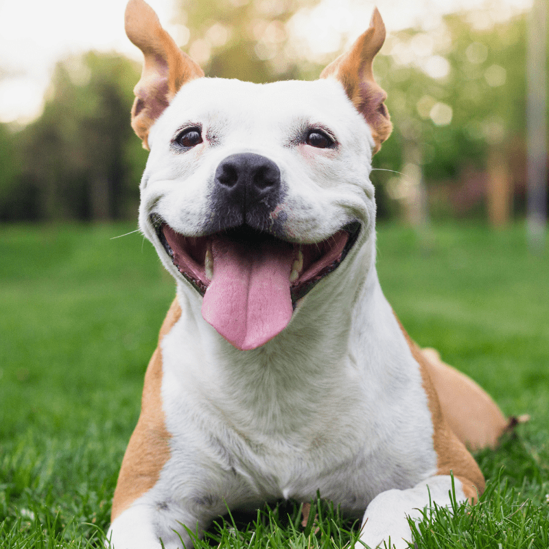 Backyard Sanitization Services in Oklahoma City | PoopFreeOKC.com Happy dog enjoying a freshly sanitized backyard after professional pet waste cleaning in Oklahoma City, Oklahoma.