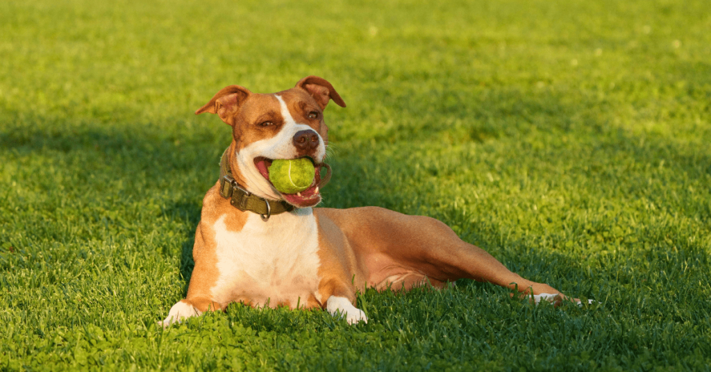 Happy dog relaxing on lush, low-maintenance grass in an Oklahoma City backyard.