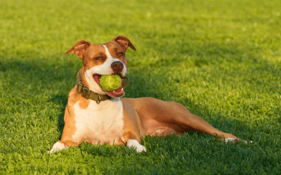 Low-Maintenance Landscaping Ideas for Oklahoma City Dog Owners