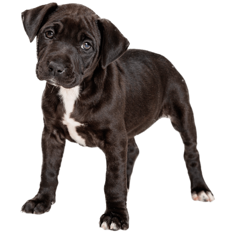 Adorable black puppy standing on a clean lawn after professional pet waste removal service in Piedmont, Oklahoma.