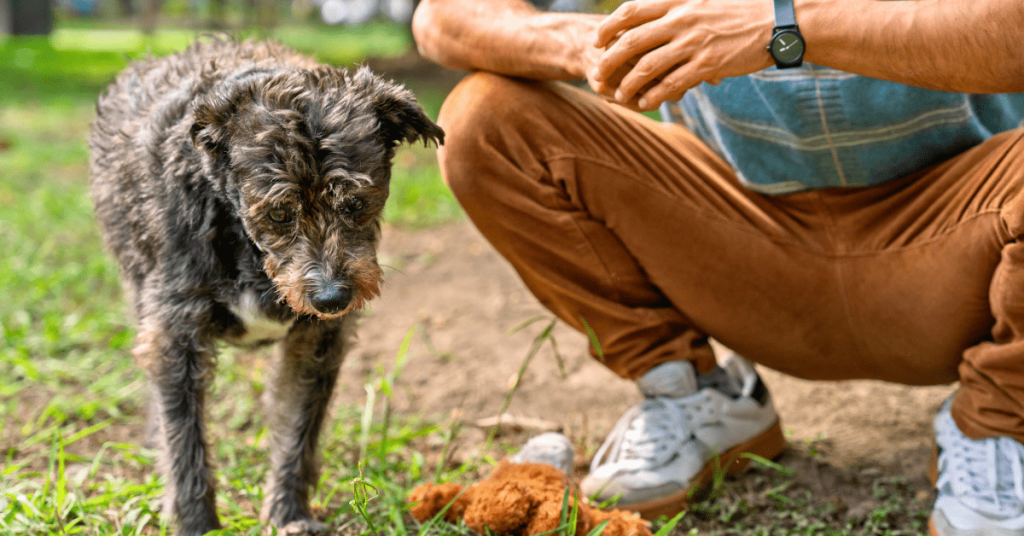 Dog in backyard while owner prepares for professional pet waste cleanup in Oklahoma City.